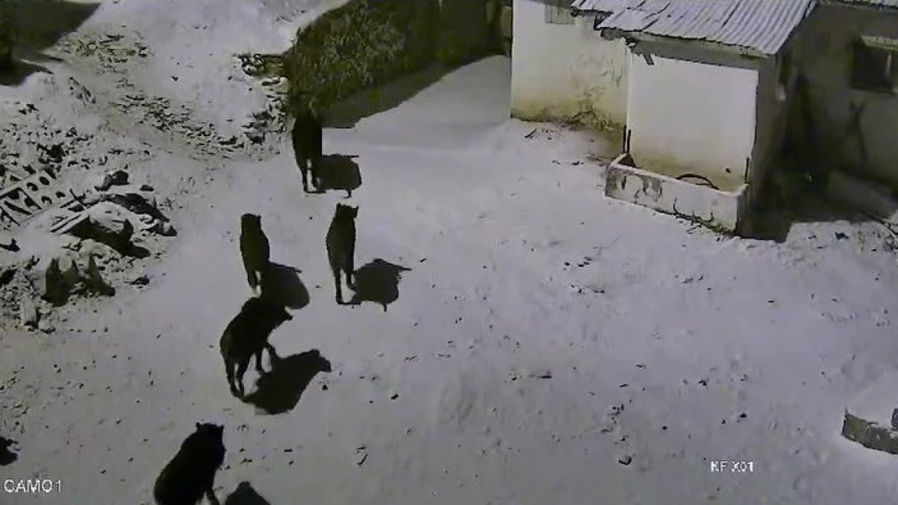 Elazığ'da yaban domuzları köye indi