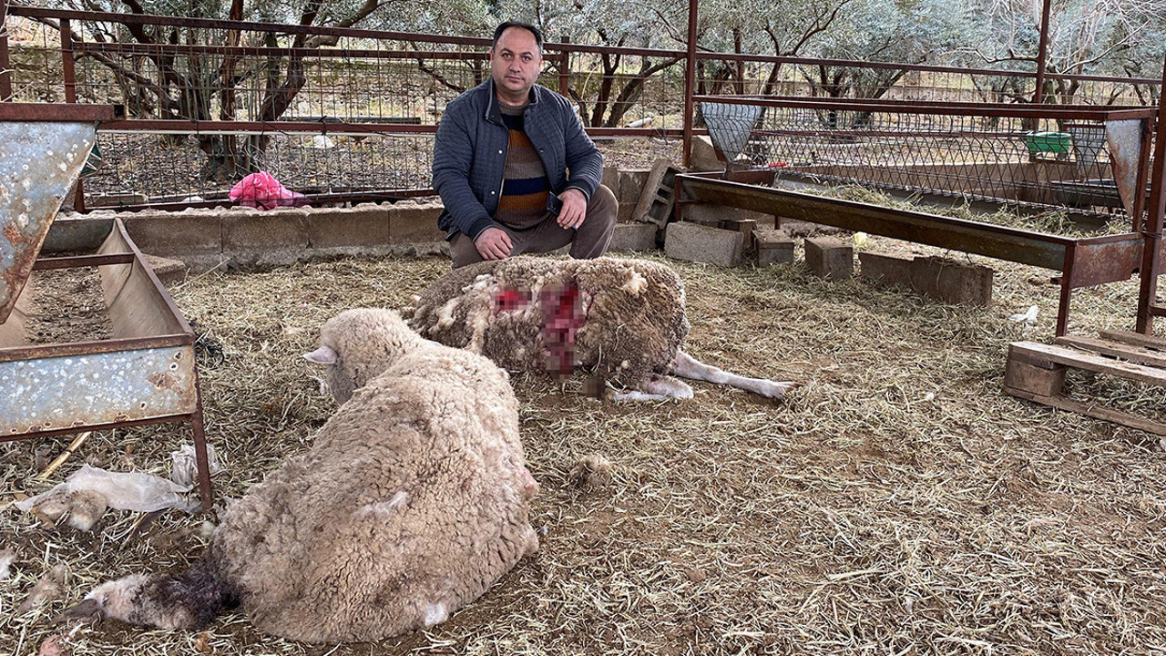 Hobi amaçlı besliyordu: Gördüğü manzara karşısında şok oldu