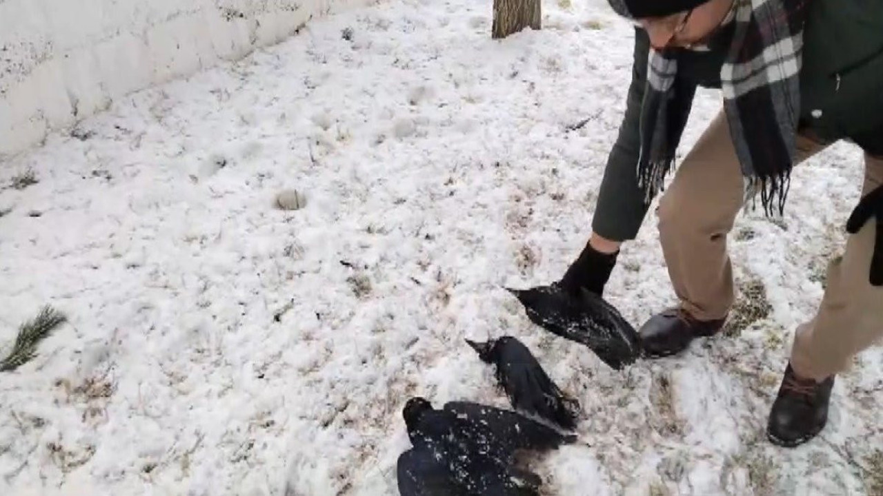 Erzincan’da kargalar donarak telef oldu!