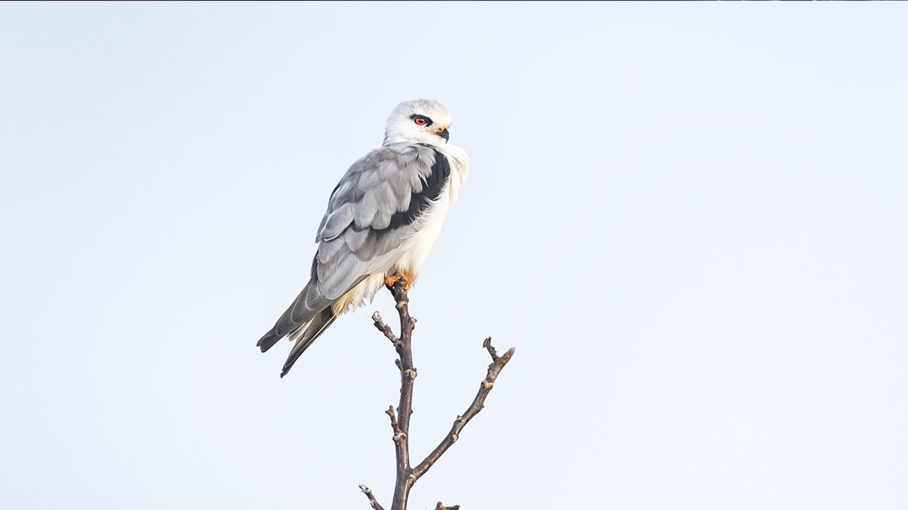 Marmara’da görüntülendi: Çiftçinin dostu