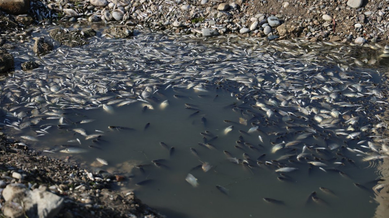 Seyhan Nehri’nde balıklar susuz kaldı!