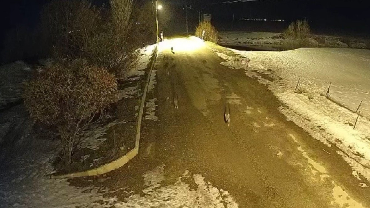 Yiyecek arayan 11 kurt köyü mesken tuttu