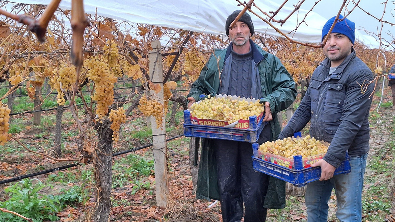 Dünyaca ünlü: Yılbaşı sofraları için Manisa'dan yola çıktı