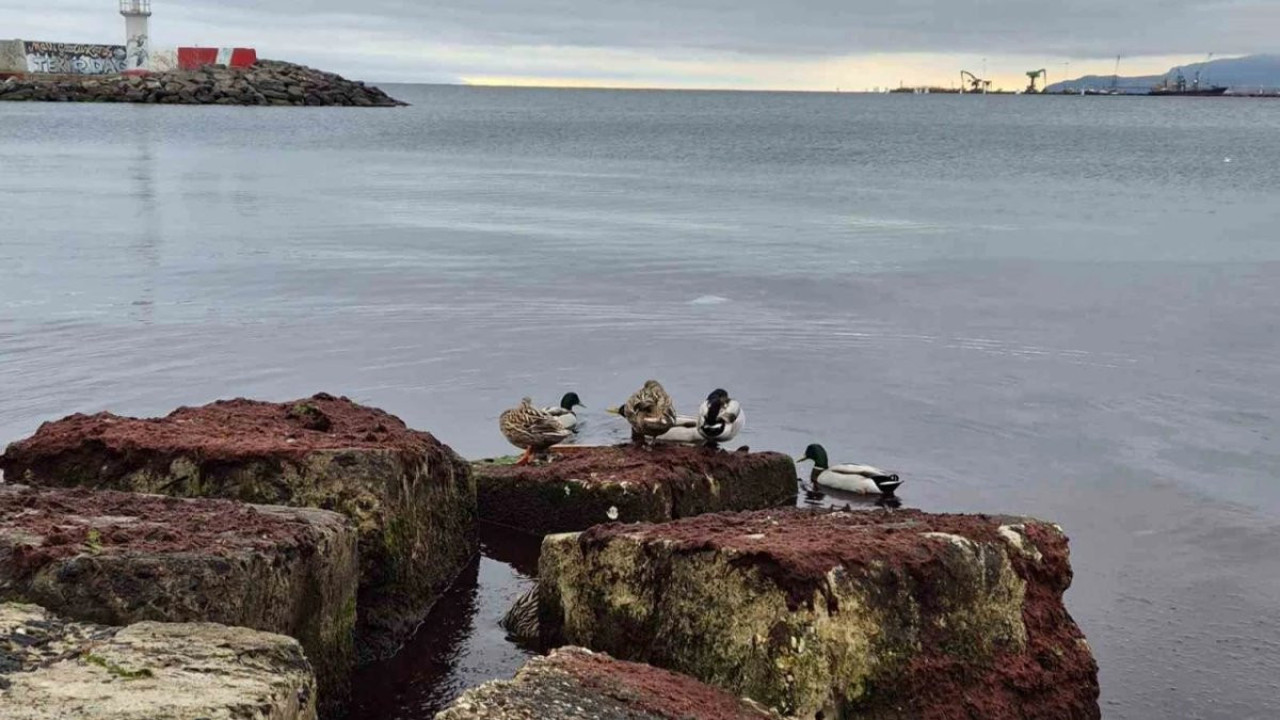Marmara Denizi’nin kıyılarında kızıl yosun alarmı