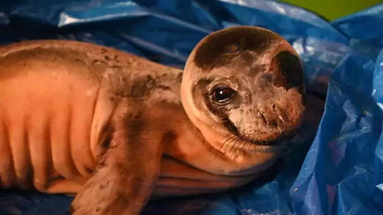 Bitkin bir şeklide bulunmuştu! Yavru fok iyileşti, tekrar denizle buluştu