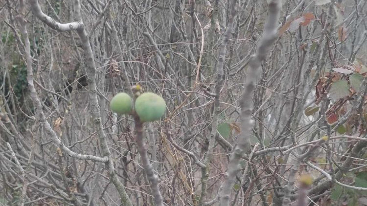 Mevsimler karıştı! Ağacın yaprakları döküldü ama meyvesini verdi