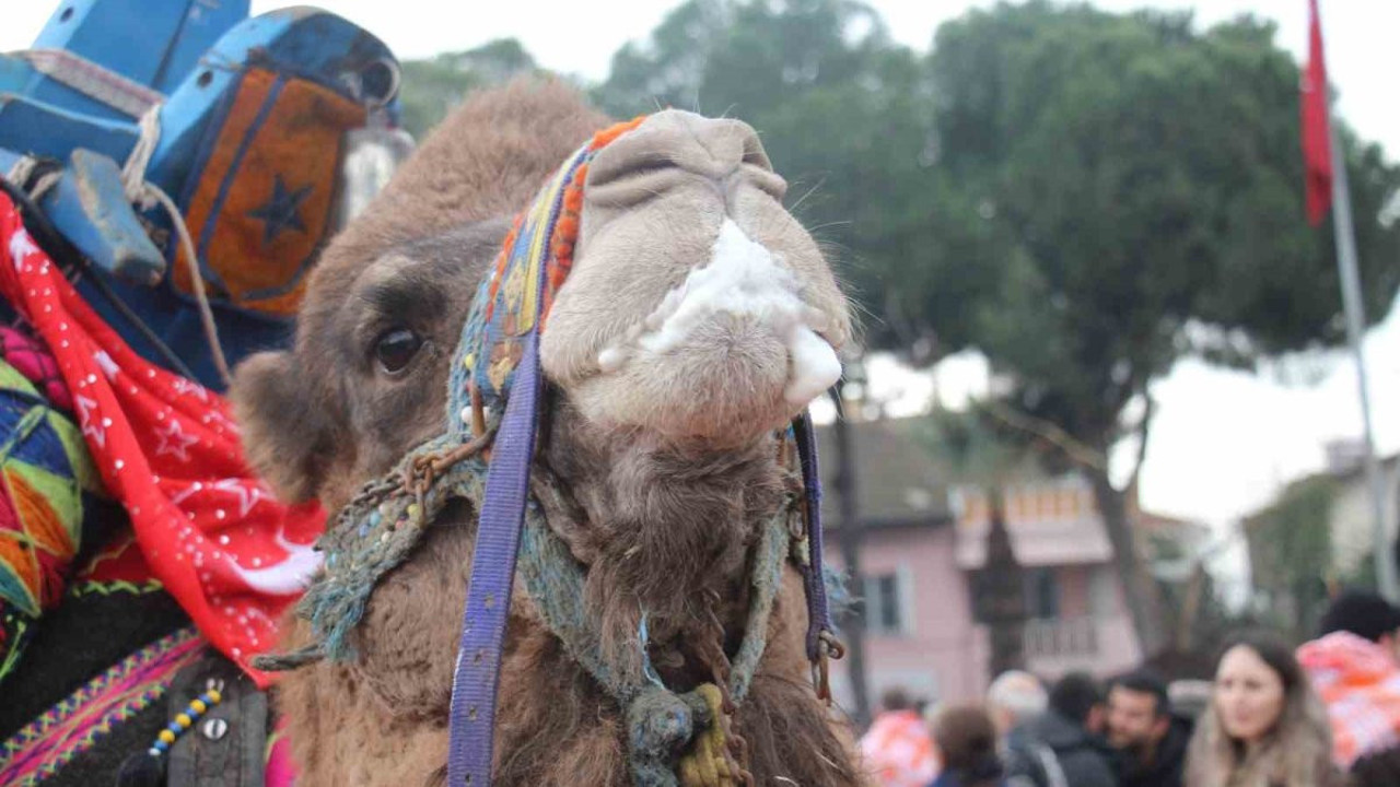 Aydın'da yılın en yakışıklı devesi seçildi