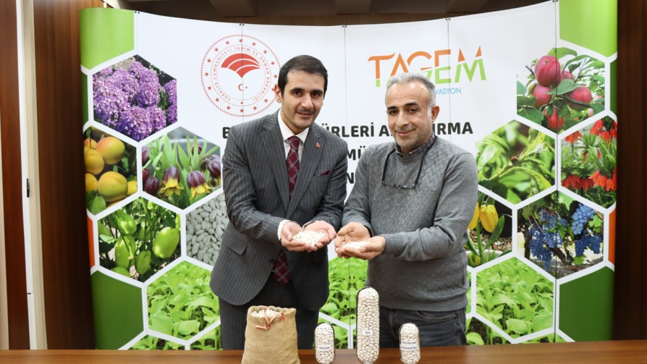 Erzincan’da yeni kuru fasulye çeşitleri tescil başvurusu