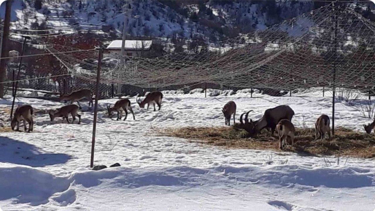 Antalya’nın ürkek misafirleri yaban keçileri mahalleye indi