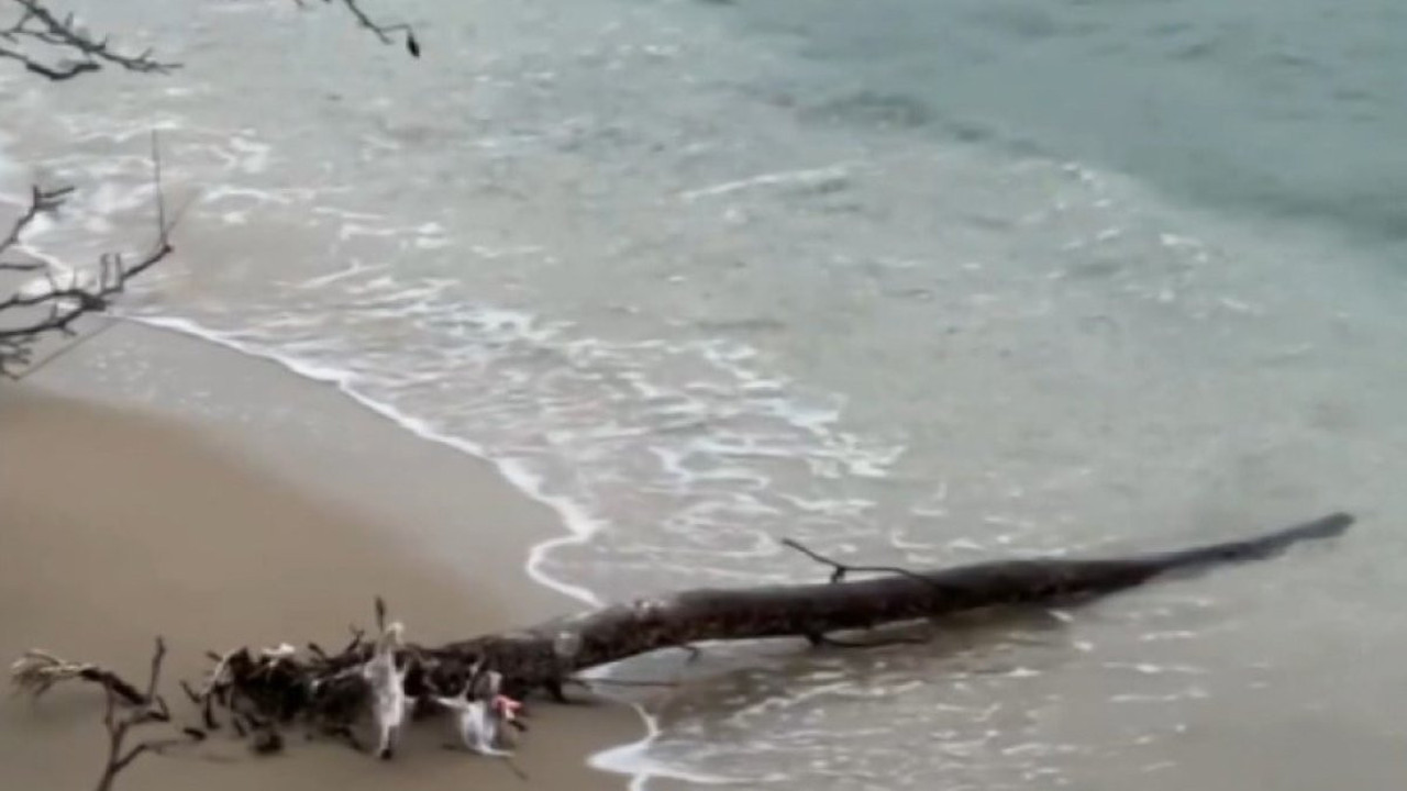 Su samuru balığı keyifle yerken görüntülendi