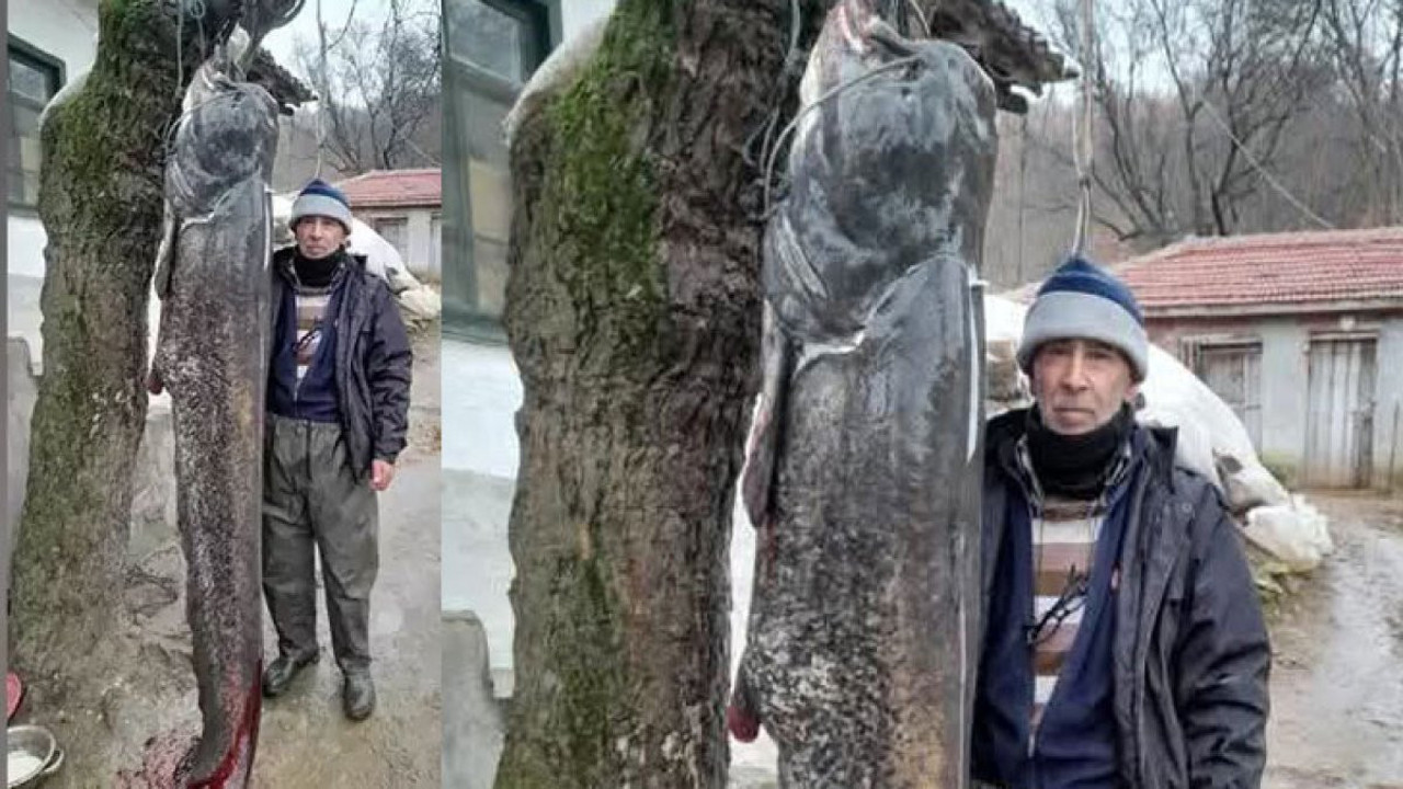 Oltasına 2.5 metre boyunda yayın balığı takıldı