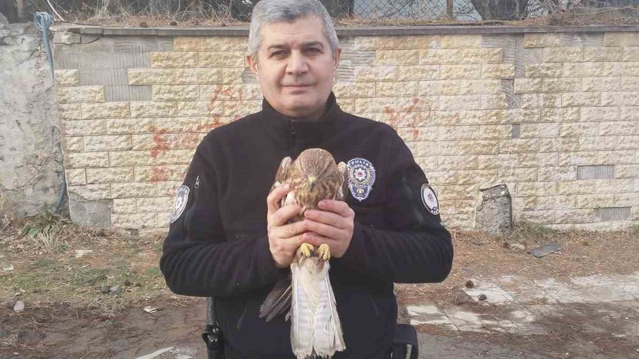 Bitlis'teki yaralı şahin emin ellerde