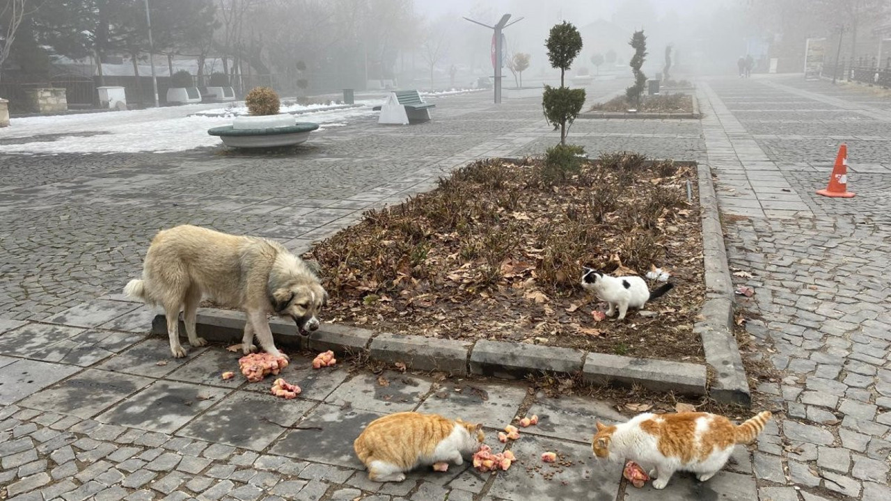 Sessiz dostlara can suyu oldular