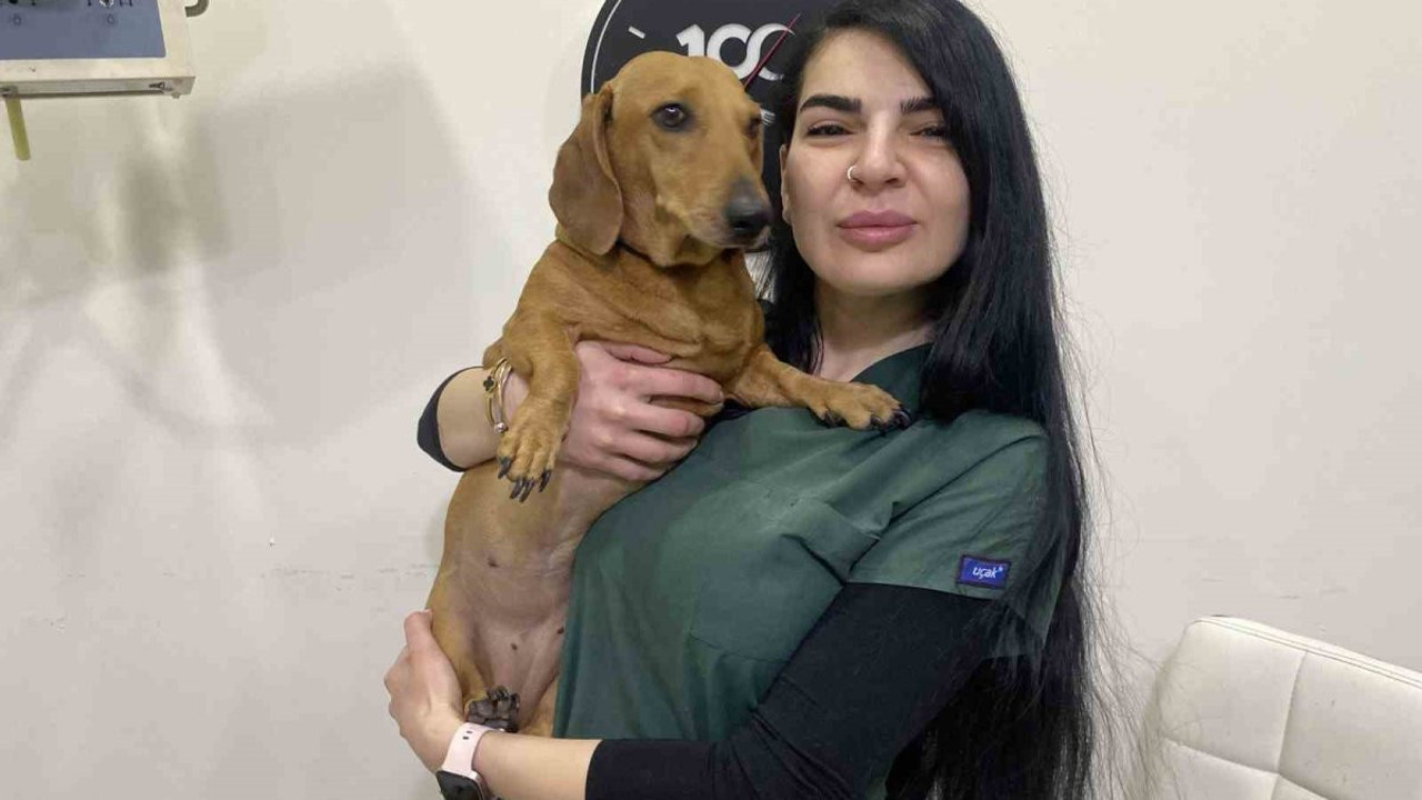 Kış aylarında evcil hayvanlar için uyarı