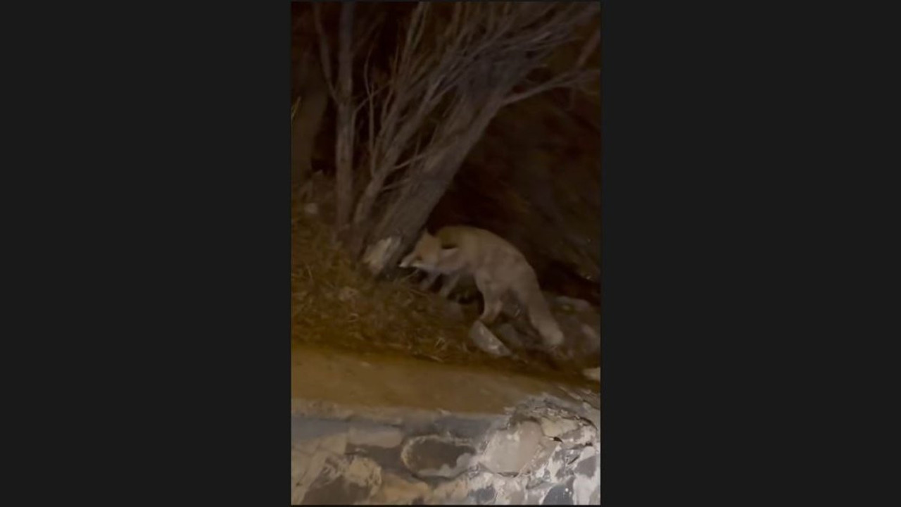 Elazığ'da yiyecek arayan tilki tarihi Harput Mahallesi'ne indi