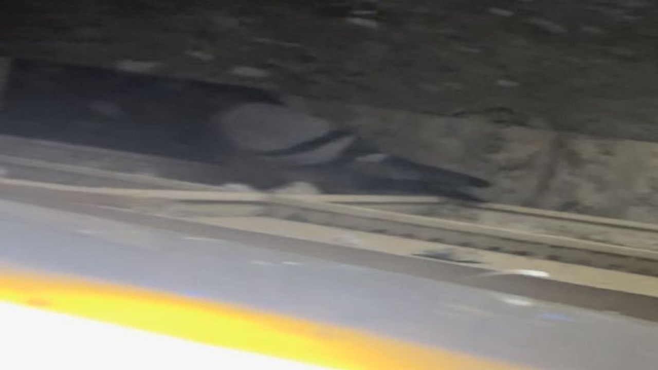 Kanat çırpma sesi ile hayata döndü