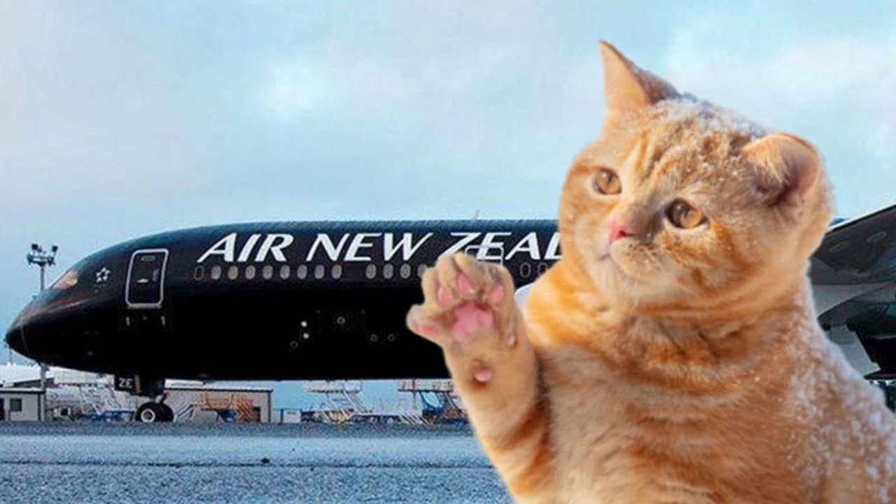 Kedi Mittens'tan rekor uçuş! 24 saatte iki ülkeye gitti