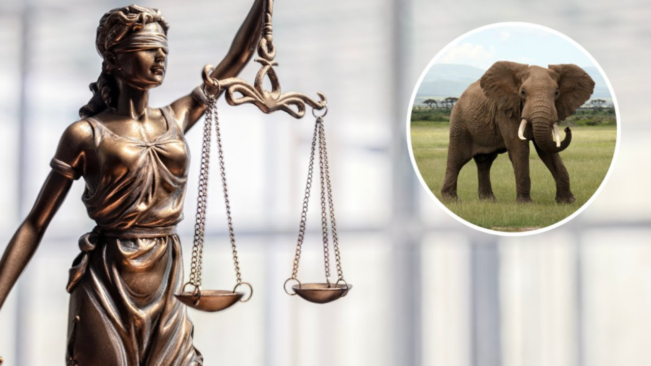 ABD Yüksek Mahkemesi kararını açıkladı: "Filler insan değildir"
