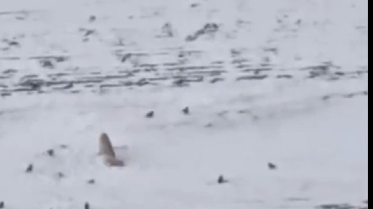 Diyadin’de aç kurtlar köpeği parçaladı: Sadece tasması kaldı