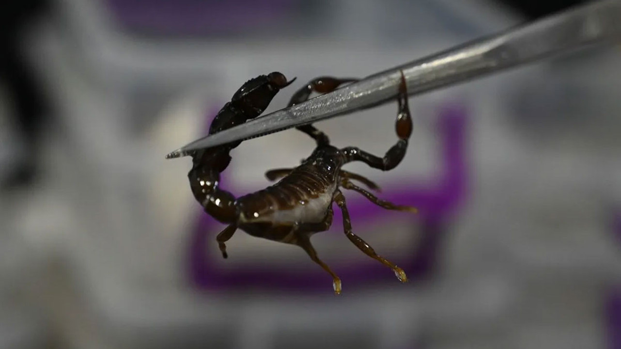 Yetiştirdiği akreplerden ayda 20 gram zehir elde ediyor!