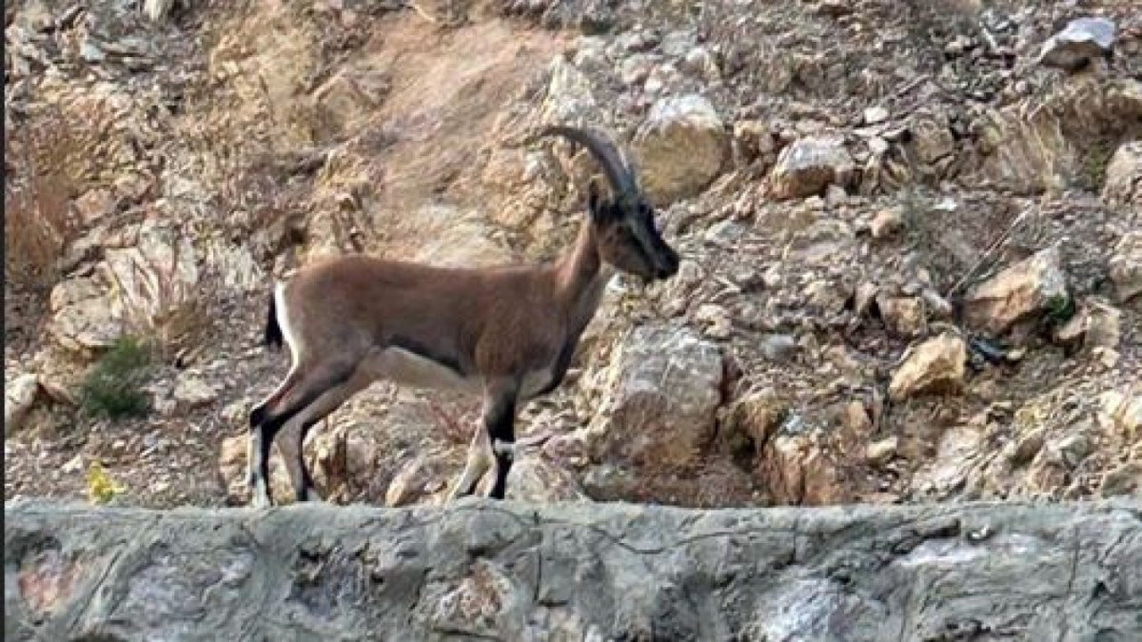 'Domates yıkadım' dedi, gerçek bambaşka çıktı! Yaban keçisi avcısının yalanı DNA analiziyle çürüdü: 661 bin lira ceza