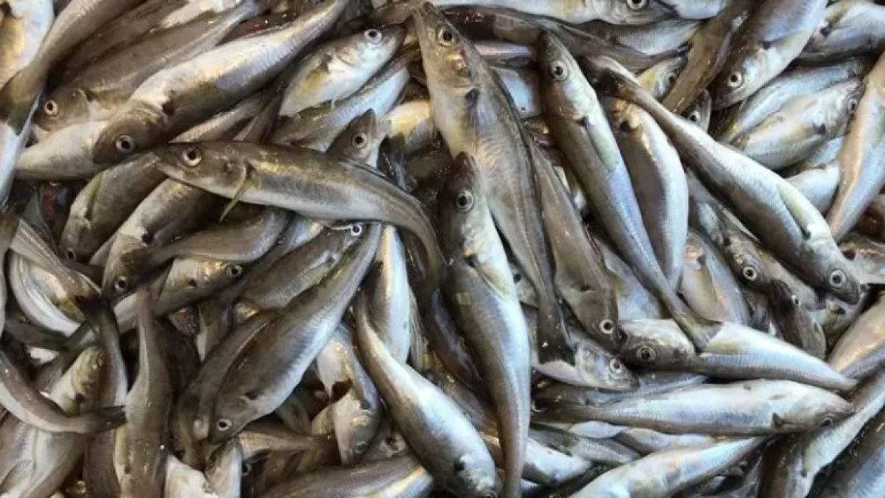 Trabzon'da mezgit ve istavrit bolluğu