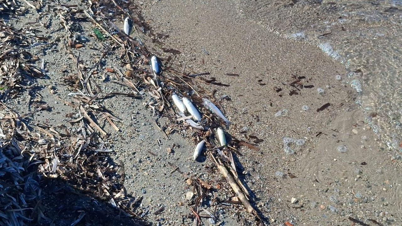 Aydın’da ölü balıklar yine kıyıya vurdu