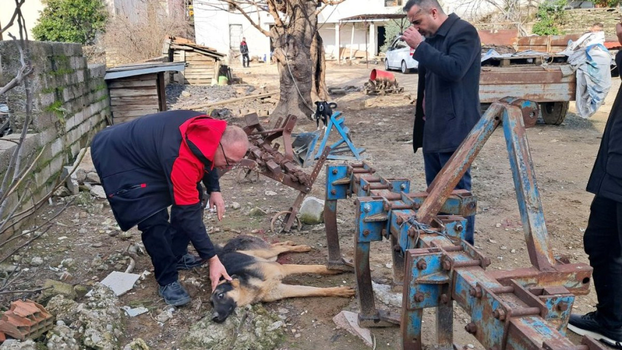Antalya’da kan donduran anlar: Hiç acımadı av tüfeğiyle köpeği vurdu