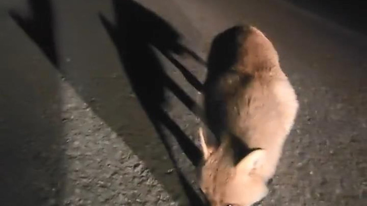 Aç tilkiyi salamla besledi