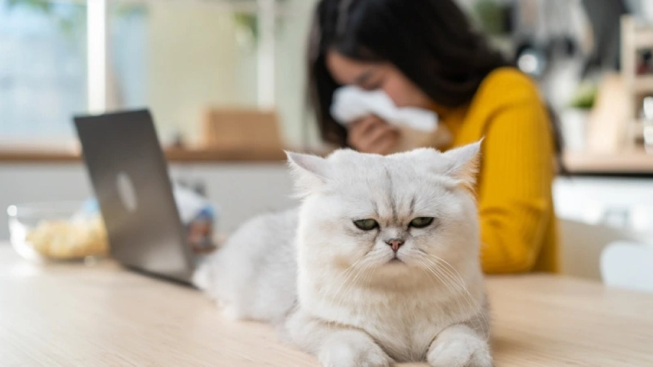 Evcil hayvan alerjisi endişelendiriyor