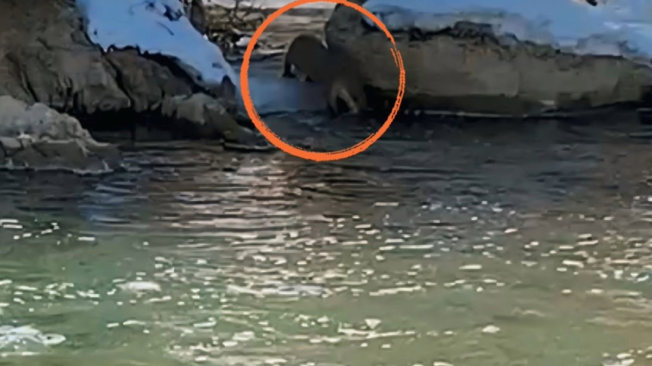 Nesli tükenme tehdidinde! Yüksekova'da görüntülendi