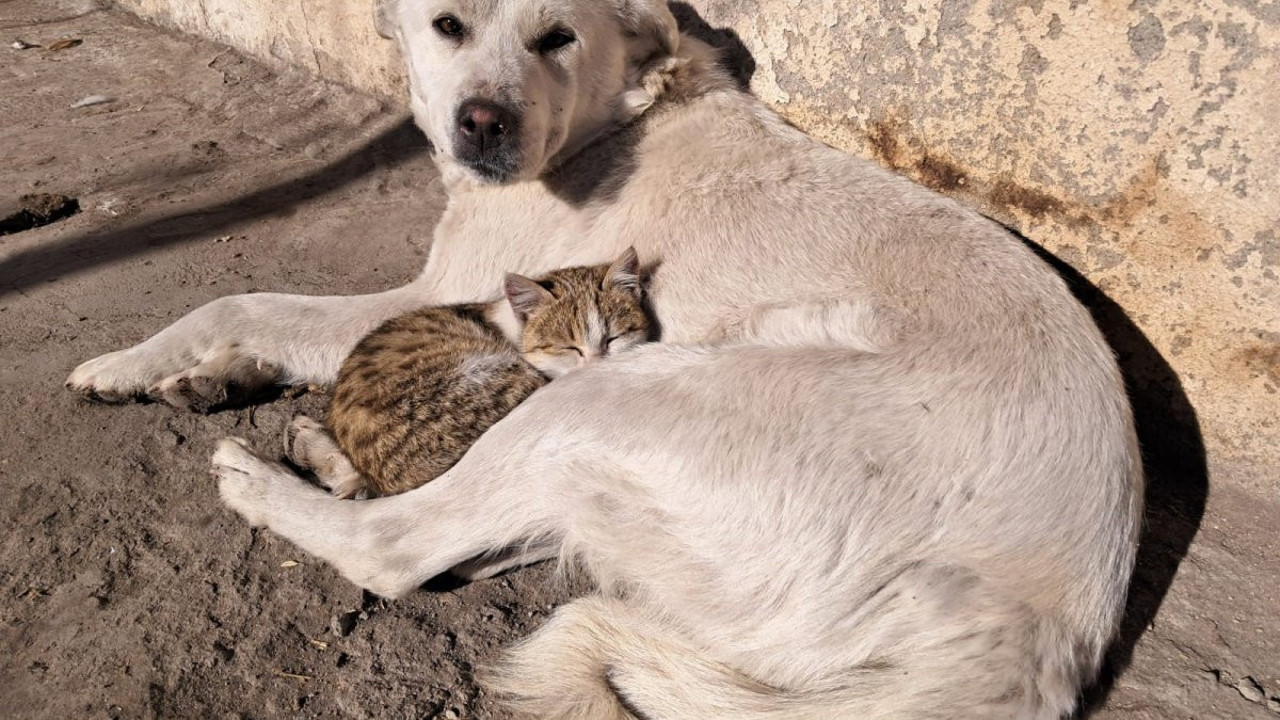 Kedi ve köpeğin dostluğu yürekleri ısıttı!