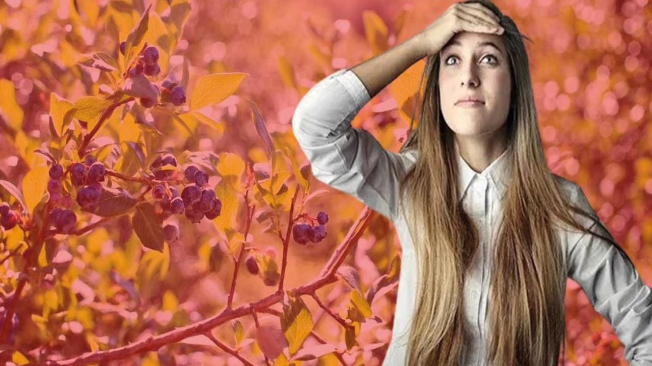 Unutkanlık hastalıklarına savaş açan 3 besin! Beyni genç tutuyorlar