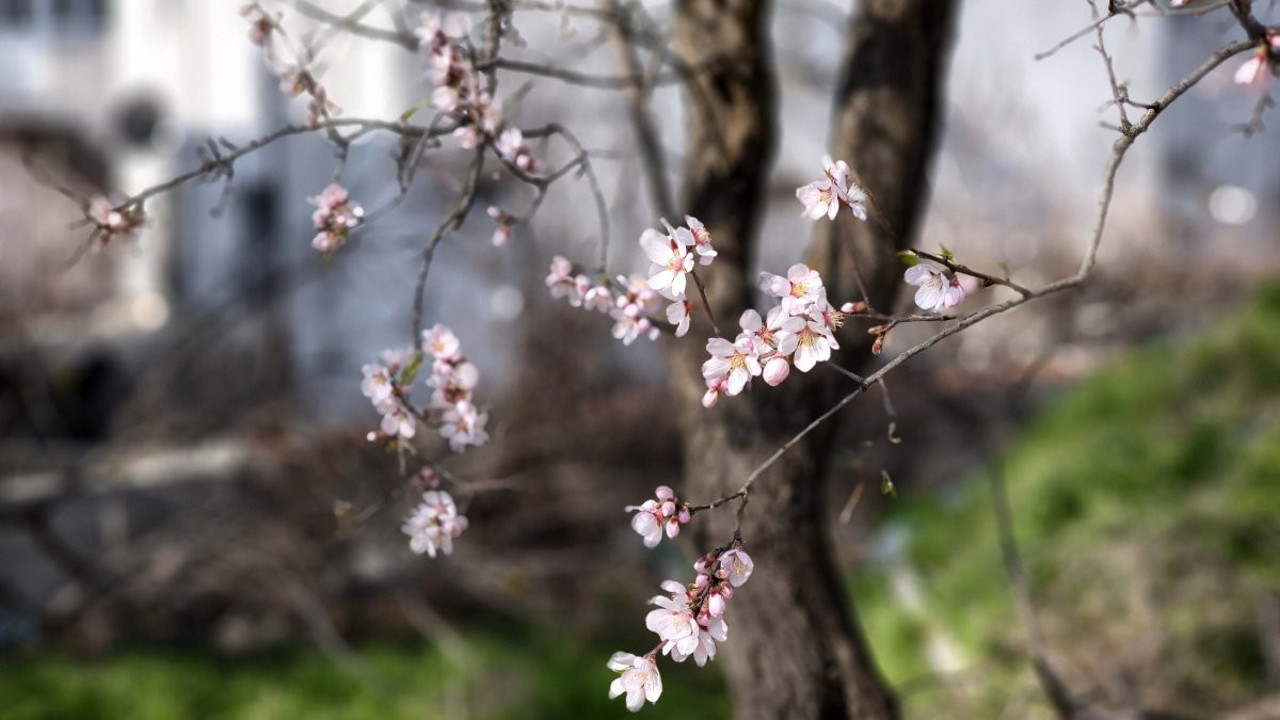 Edirne'de 'yalancı bahar' günleri