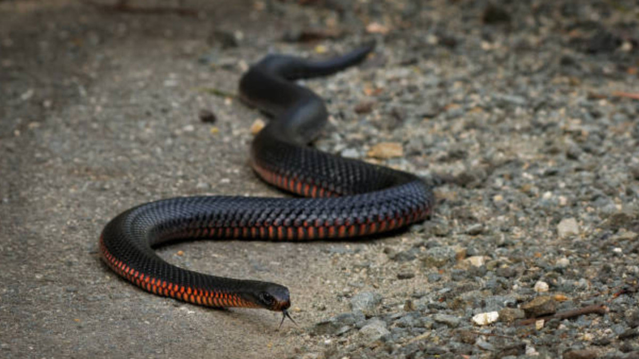 Bir evin bahçesinde 102 zehirli yılan bulundu!