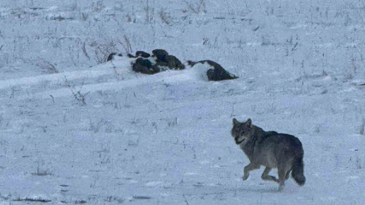 Aç kalan kurt, köye indi