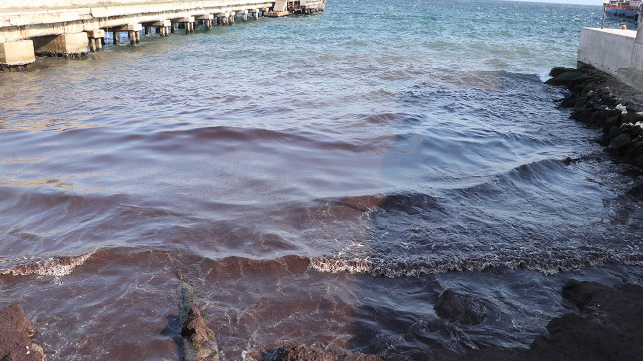 Tekirdağ'ın sahilini kırmızı yosun kapladı