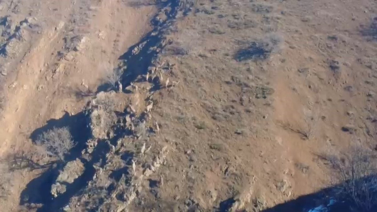 Nesli tehlike altındaydı! Elazığ’da sürü halinde görüldü