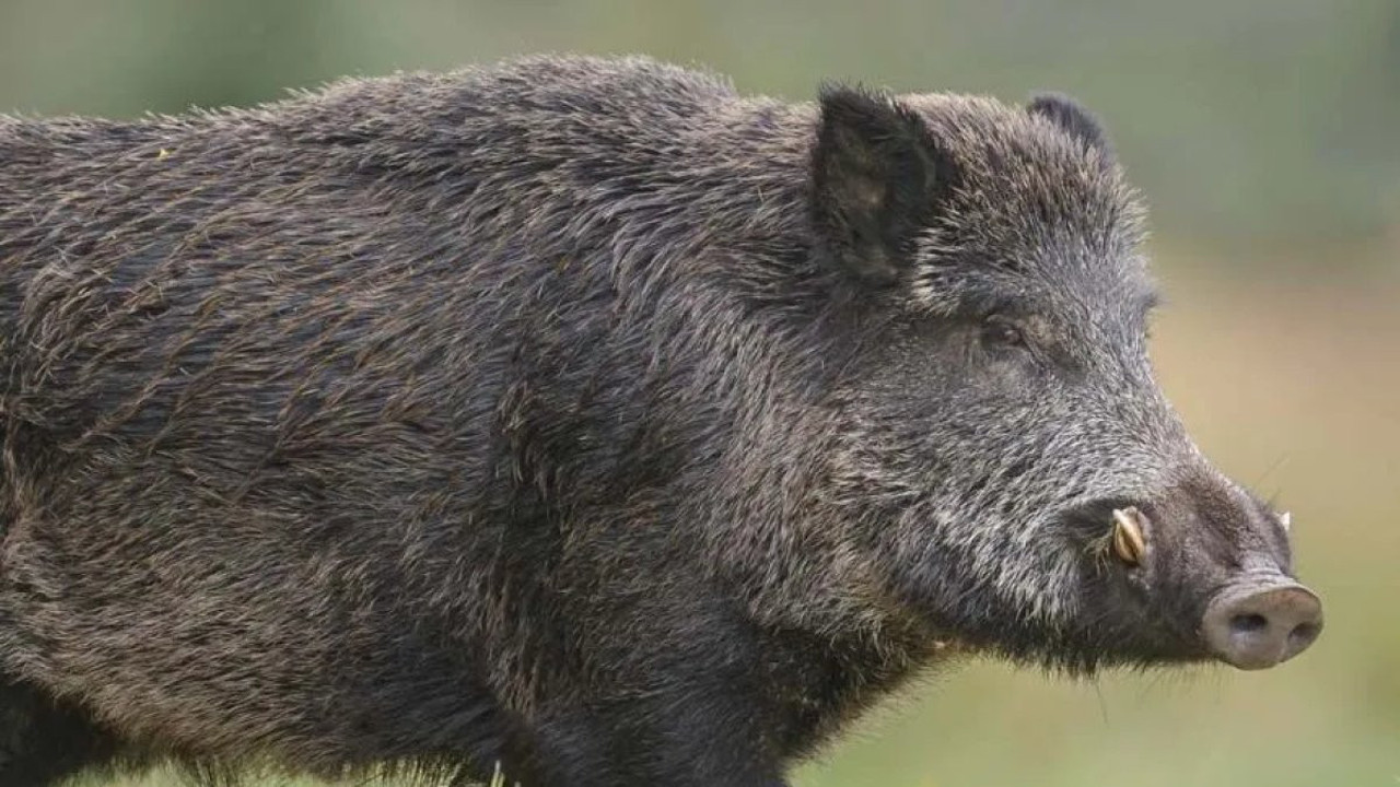 Marmaris'te yaban domuzları sahili bastı