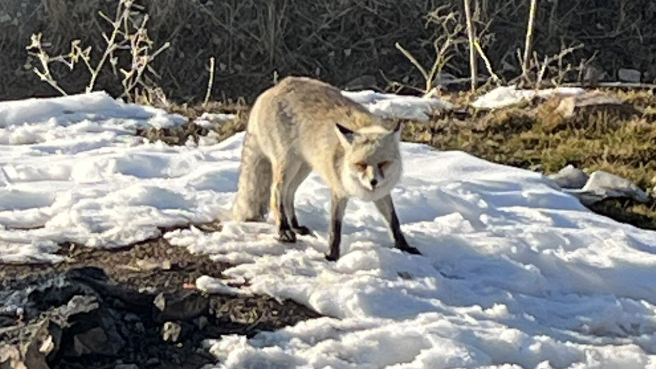 Dağ başında tilki beslediler