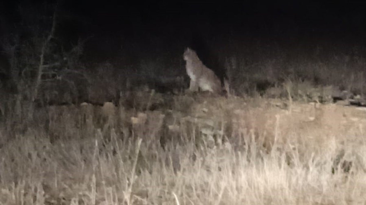 Nesli tükenme tehdidinde olan Kafkas Vaşağı görüntülendi