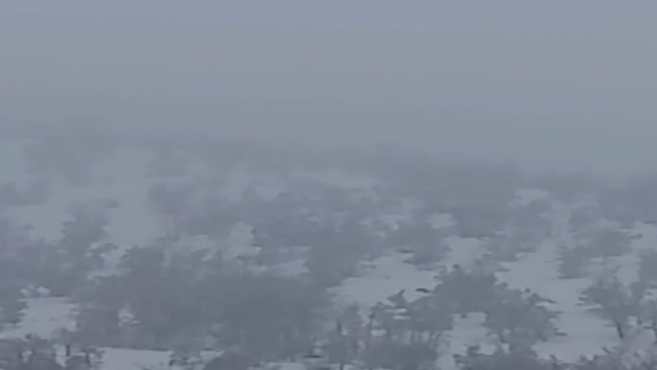 Aç kalan domuzlar mahalleye indi