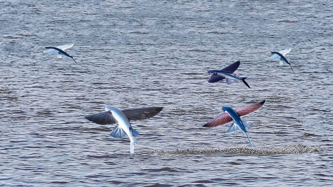 Akdeniz'in kanatlı mucizesinin ilginç dünyası