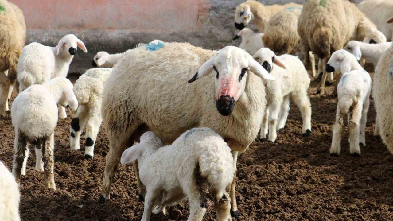 Koyun ve kuzuların coşkulu buluşması yürekleri ısıttı