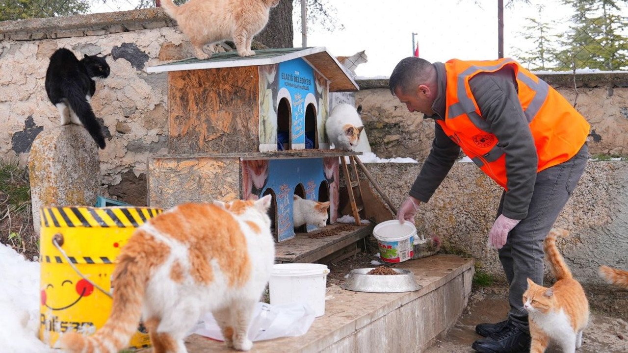 Sessiz canlara umut oldular!