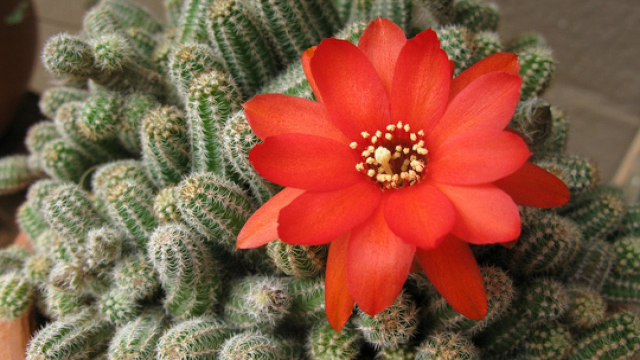 Geleceğin gıdası! Sürdürülebilir tarımın geleceği