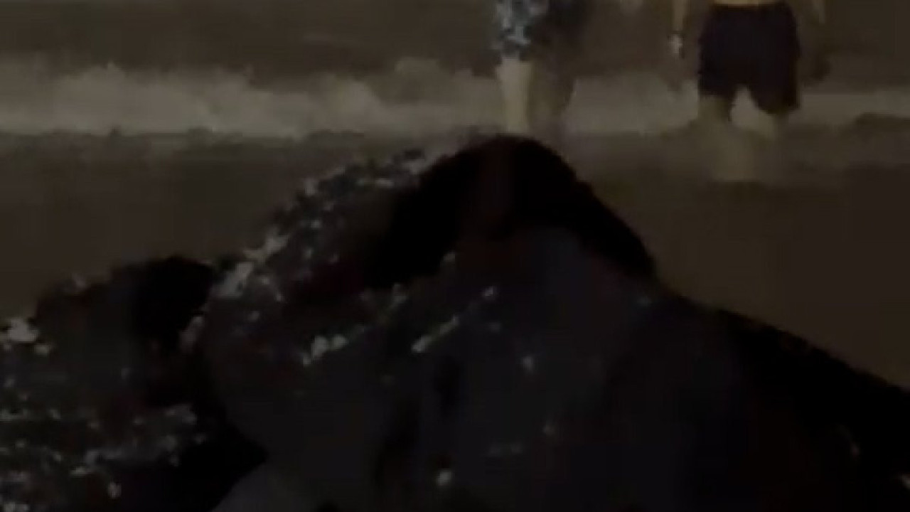 Samsun'da renkli görüntüler... Karlı havada denize girdiler