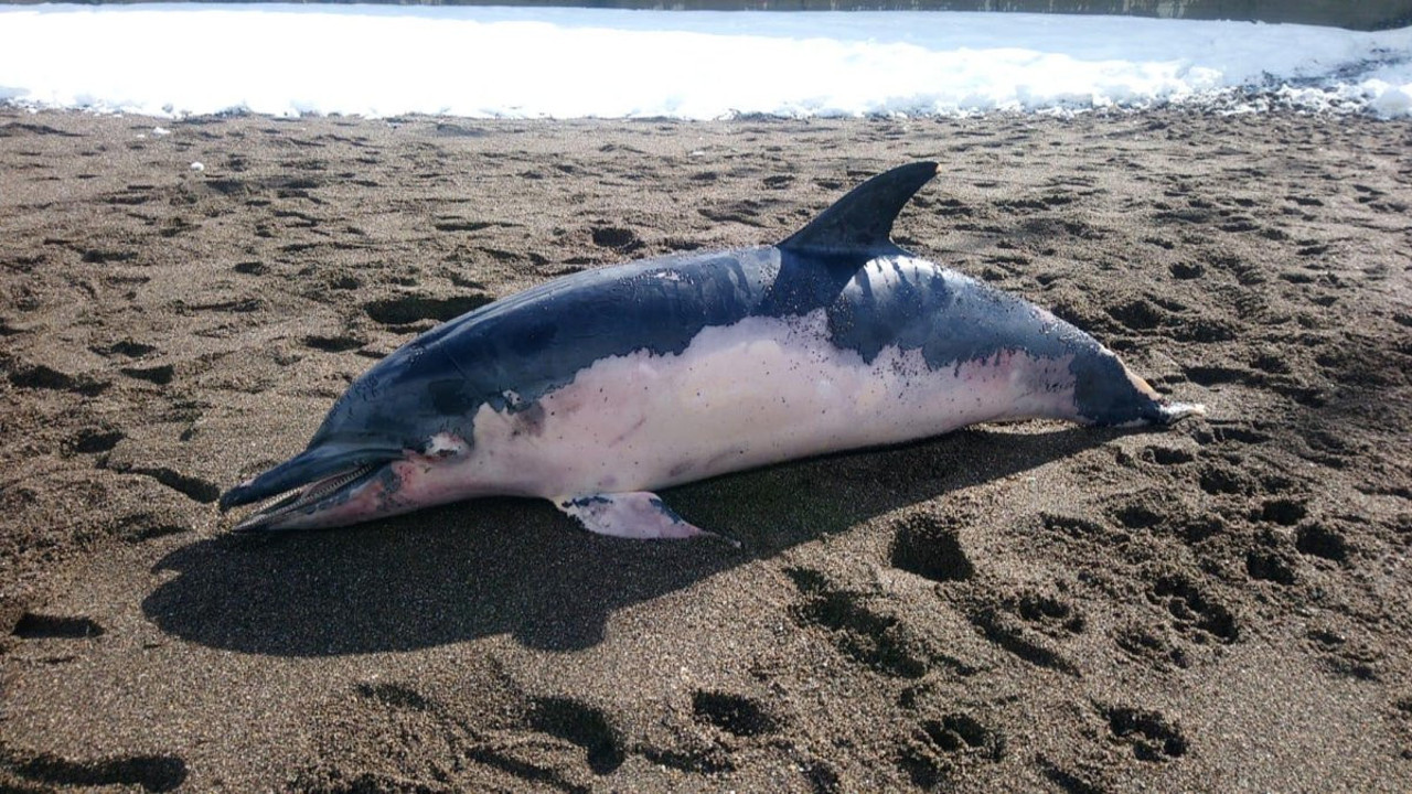 2 metrelik ölü yunus sahile vurdu