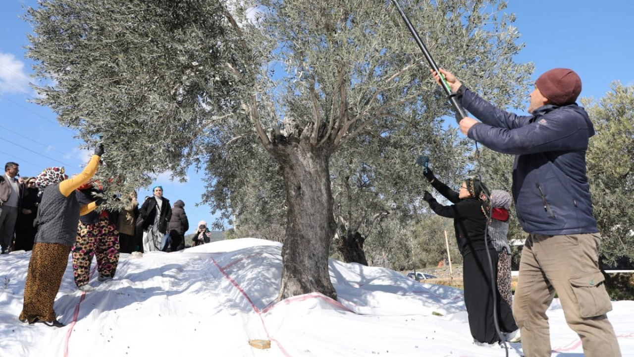 Edremit'te zeytin hasadı 'Meci geleneği' ile son buldu