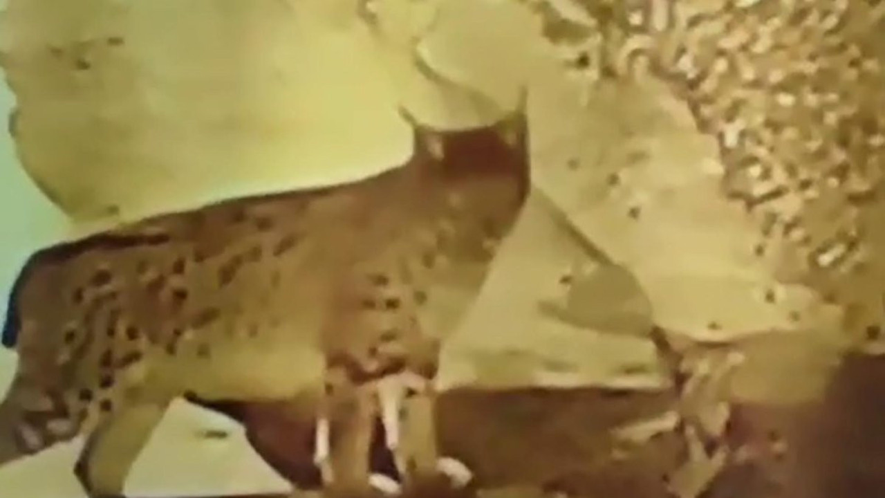 Aç vaşaklar köye indi